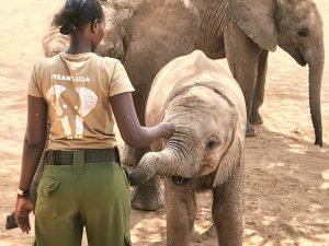 Reteti Elephant Sanctuary Kenya GivePower Project