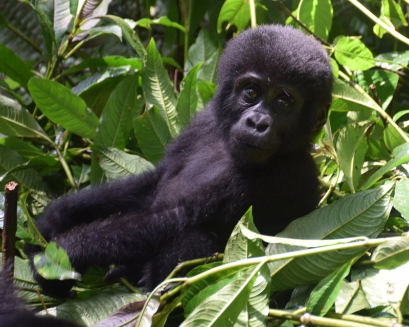 A young gorilla lies on green leaves, looking toward the camera with a curious expression.