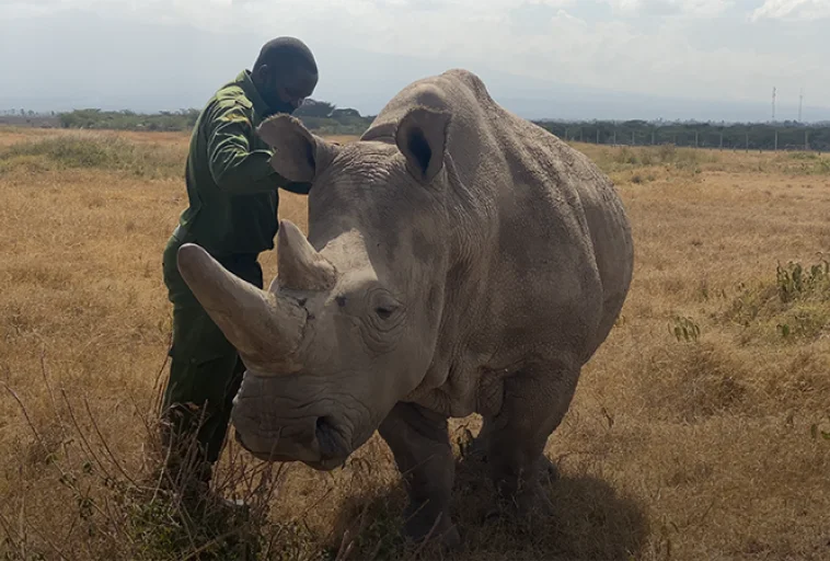 A person in green stands beside a large rhinoceros on dry grass under a partly cloudy sky.