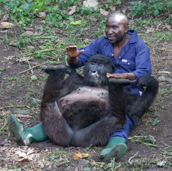 A man in blue coveralls sits on the ground behind a gorilla, both raising their arms in a playful pose.